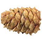 Cedar seed cone