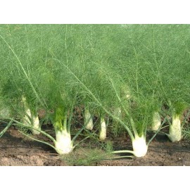 Fennel