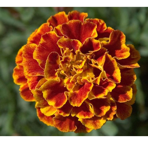 Marigold red-orange (low)