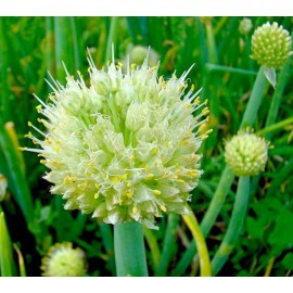 Welsh onion (Allium fistulosum)