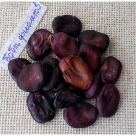 Purple bush beans