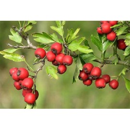 Hawthorn red