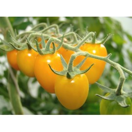 Tomato Cherry (yellow date)