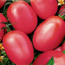 Tomato De-barao, pink