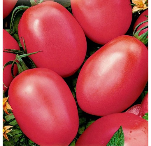Tomato De-barao, pink