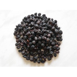 Siberian Ginseng, 10 seeds