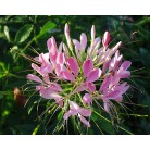 Spiderflower pink