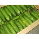 Cucumber (Far East)