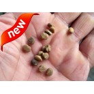 Ginseng seeds, (5 in a pack)