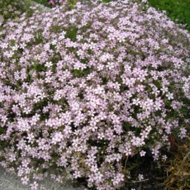 Gypsophila pink