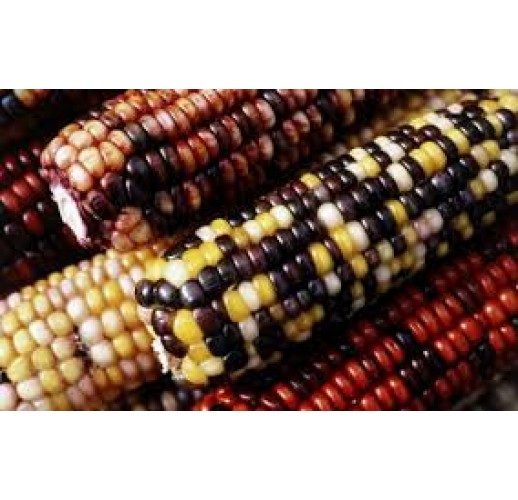 Corn Indian vericolored