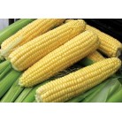 Corn for pop-corn