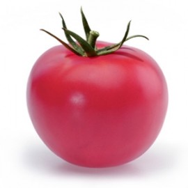 Tomato pink (low shrubs)