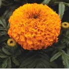 Marigold orange (low)