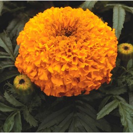Marigold orange (high)