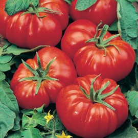 Tomato marmande