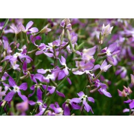 Mattioli (night violet)