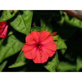 Mirabilis red