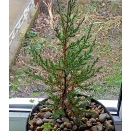 Juniperus Virginiana