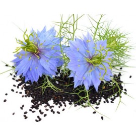 Nigella (black cumin)