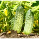 Cucumber "Fontanelle"