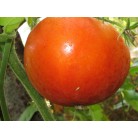 Tomato Red giant