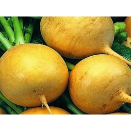 Turnip Petrovskaya yellow