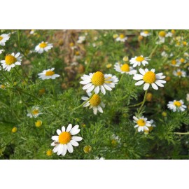 Wild Camomile