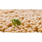Retro Soybeans "Phora"