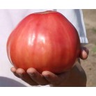 Tomato "Coeur de boeuf"