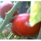 Tomato Vanka