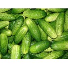 Cucumbers "Pickling"