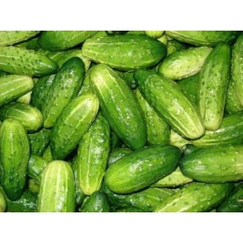 Cucumbers "Pickling"