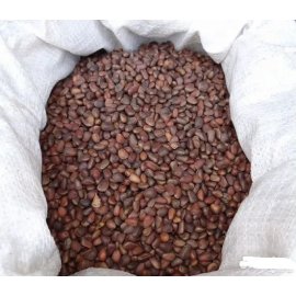 Cedar nut oil, 500 ml, for healing