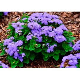 Ageratum