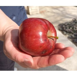 Apple Dark-Red