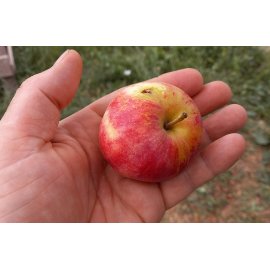 Apple Red (Small)