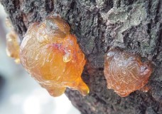 Cedar Resin: Nature's Miracle                       