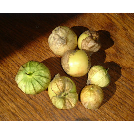 Tomatillo (physalis)