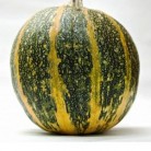 Pumpkin Gymnospermae
