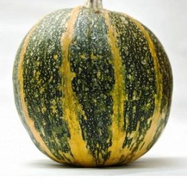 Pumpkin Gymnospermae