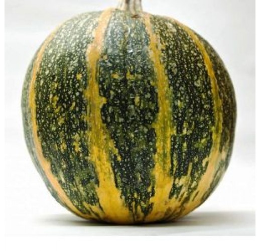 Pumpkin Gymnospermae