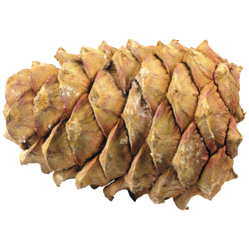 Cedar seed cone (Pinus Sibirica)