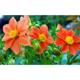 Dahlias "Funny guys" (mix)