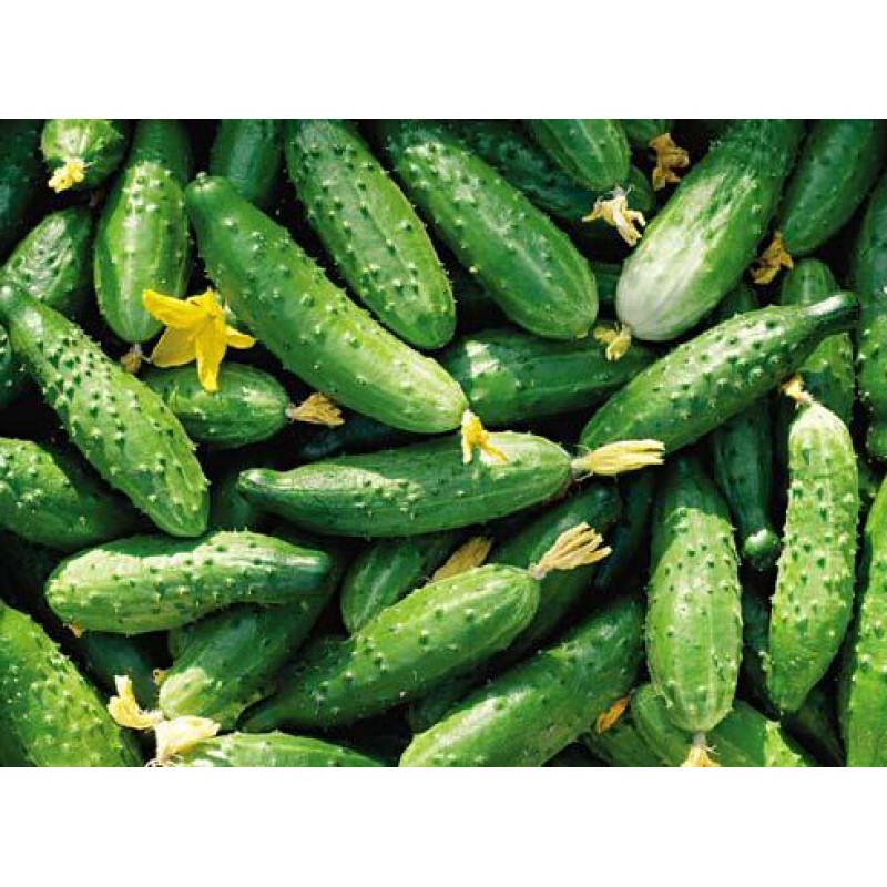 Cucumbers "Bush" seeds, heirloom, nongmo, organic