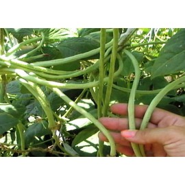 Snake beans (Vigna)