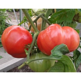Tomato "Bear Paw"