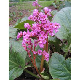 Granulated Ivan-Chai / herb mix # 4