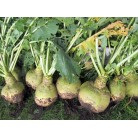 Turnip cabbage (rutabaga)