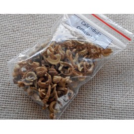 Calendula officinalis